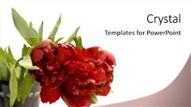  Presentation with peony flower - Presentation enhanced with peony spring flower paeonia officinalis against white background background and a white colored foreground
