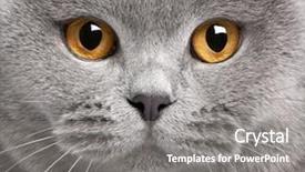  Presentation with british - Presentation theme with people animals - close-up of british shorthair cat background and a gray colored foreground
