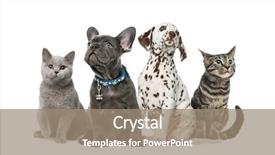  Presentation with cat dog people - Cool new PPT layouts with people animals - dog and cat group backdrop and a coral colored foreground