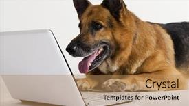  Presentation with german shepherd two young puppys - Slide set consisting of people animals - german shepherd dog using background and a coral colored foreground