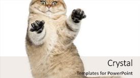  Presentation with british - Slides enhanced with people animals - golden shaded british shorthair 7 background and a coral colored foreground