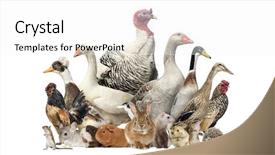  Presentation with birds - Cool new slides with people animals - group of farm birds backdrop and a white colored foreground