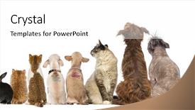  Presentation with dogs cats - PPT theme enhanced with people animals - rear view of a group background and a white colored foreground