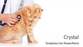  Presentation with veterinary - Presentation featuring people animals - red cat with veterinarian doctor background and a white colored foreground