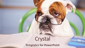  Presentation with british redcoat - Slide deck enhanced with people animals - sad looking british bulldog pretending background and a lemonade colored foreground