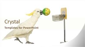  Presentation with sulphur - Slide deck featuring people animals - sulphur-crested cockatoo cacatua galerita 30 background and a cream colored foreground