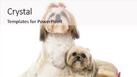 Presentation with next - Presentation design consisting of people animals - two shih tzu sitting background and a white colored foreground