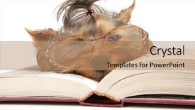  Presentation with book wide open - PPT theme enhanced with people animals - young yorkshire terrier on open background and a coral colored foreground