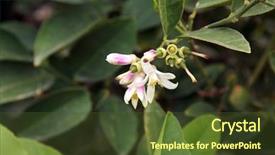  Presentation with lemons - Presentation design consisting of people around the world background and a tawny brown colored foreground