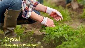  Presentation with agriculture - Colorful slide set enhanced with people concept - senior woman weed backdrop and a tawny brown colored foreground