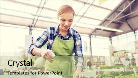  Presentation with seedling - PPT theme enhanced with people gardening and profession concept - happy woman or gardener with sprayer and seedling in greenhouse background and a mint green colored foreground