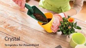  Presentation with home gardening - PPT theme consisting of people gardening flower planting background and a coral colored foreground