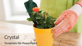  Presentation with home gardening - PPT theme enhanced with people gardening flower planting and profession concept - close up of woman or gardener hands planting roses to flower pot at home background and a yellow colored foreground