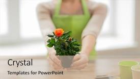  Presentation with home gardening - Presentation theme having people gardening flowers and profession concept - close up of woman hands holding roses bush in flower pot at home background and a soft green colored foreground