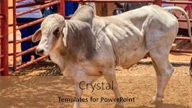  Presentation with auction - Slide set having people-gathered-at-an-auction background and a coral colored foreground