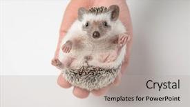  Presentation with african people boxing - Presentation theme consisting of people holds cute african dwarf background and a light gray colored foreground