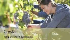  Presentation with young people diversity - Slides having people in vineyard during harvest background and a yellow colored foreground