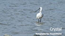  Presentation with waterland - Audience pleasing presentation design consisting of people migration - black-faced spoonbill in waterland backdrop and a  colored foreground