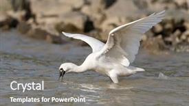  Presentation with waterland - Slide deck featuring people migration - black-faced spoonbill in waterland background and a  colored foreground
