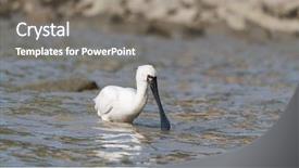 Presentation with waterland - PPT layouts enhanced with people migration - black-faced spoonbill in waterland background and a  colored foreground
