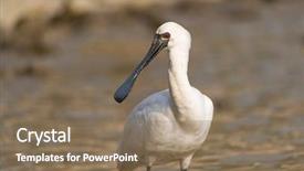  Presentation with waterland - Beautiful PPT layouts featuring people migration - black-faced spoonbill in waterland backdrop and a coral colored foreground