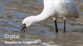  Presentation with waterland - Colorful PPT theme enhanced with people migration - black-faced spoonbill in waterland backdrop and a  colored foreground