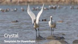  Presentation with waterland - PPT theme having people migration - black-faced spoonbill in waterland background and a  colored foreground