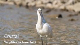  Presentation with waterland - PPT theme with people migration - black-faced spoonbill in waterland background and a  colored foreground