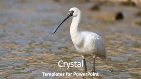  Presentation with waterland - Colorful slides enhanced with people migration - black-faced spoonbill in waterland backdrop and a gray colored foreground