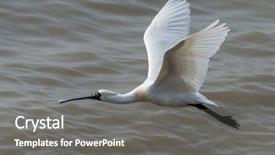  Presentation with waterland - PPT theme consisting of people migration - black-faced spoonbill in waterland background and a  colored foreground