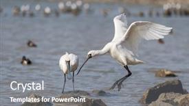  Presentation with waterland - Beautiful slide set featuring people migration - black-faced spoonbill in waterland backdrop and a  colored foreground