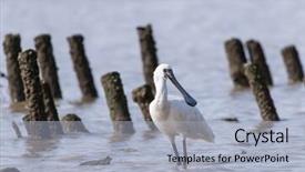  Presentation with black face womens rights - Presentation enhanced with people migration - black-faced spoonbill isolated on white background and a  colored foreground