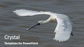  Presentation with black - Cool new presentation theme with people migration - black-faced spoonbill backdrop and a  colored foreground