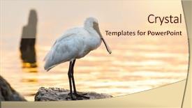 Presentation with black people - Amazing PPT theme having people migration - black-faced spoonbill backdrop and a  colored foreground