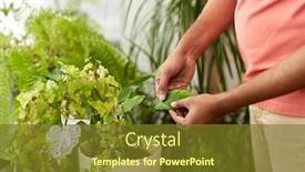  Presentation with home care - Audience pleasing presentation design consisting of people-nature-and-plants-concept backdrop and a tawny brown colored foreground