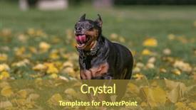  Presentation with running person - PPT layouts featuring people nauter - cute chihuahua mix running background and a tawny brown colored foreground