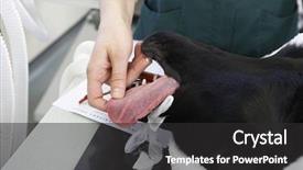  Presentation with vet - Presentation theme enhanced with people nauter - vet operating on dog background and a  colored foreground