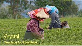  Presentation with tea leaves - Amazing PPT theme having people pick green tea leaves backdrop and a tawny brown colored foreground