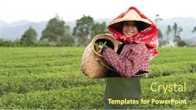  Presentation with tea leaves fresh green leaf - Cool new slide deck with people-pick-tea-leaves backdrop and a tawny brown colored foreground