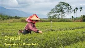  Presentation with tea leaves - PPT theme enhanced with people-pick-tea-leaves background and a tawny brown colored foreground