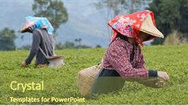  Presentation with tea leaves - Colorful PPT theme enhanced with people pick the fresh tea backdrop and a tawny brown colored foreground