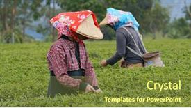  Presentation with tea leaves fresh green leaf - Presentation theme consisting of people pick the fresh tea background and a tawny brown colored foreground