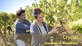  Presentation with young people diversity - Slide set enhanced with people picking grape during harvest background and a tawny brown colored foreground