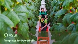  Presentation with greenhouse - PPT layouts with people-working-in-a-greenhouse background and a tawny brown colored foreground