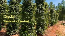 Presentation with plantation - Cool new slide deck with pepper phu quoc island vietnam backdrop and a tawny brown colored foreground