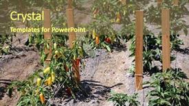  Presentation with plants growing - Cool new theme with pepper plants banana pepper plants backdrop and a  colored foreground