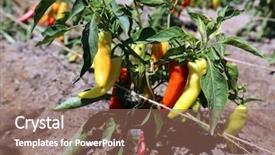  Presentation with banana plant - Amazing slide deck having pepper plants banana pepper plants backdrop and a  colored foreground