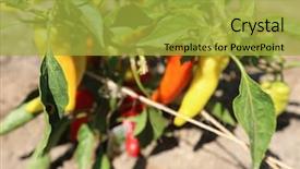  Presentation with banana plant - PPT theme consisting of pepper plants banana pepper plants background and a  colored foreground