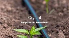  Presentation with drip irrigation - Audience pleasing PPT theme consisting of pepper-plants-growing-inside-greenhouse backdrop and a dark gray colored foreground