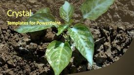  Presentation with fungal infection - PPT theme having protect against fungal infection background and a tawny brown colored foreground